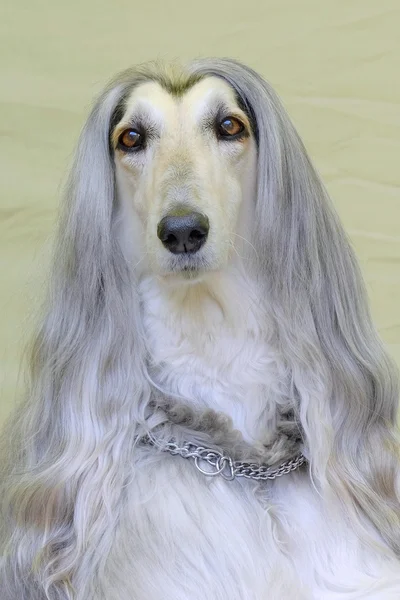 The portrait of very old Afghan Hound dog
