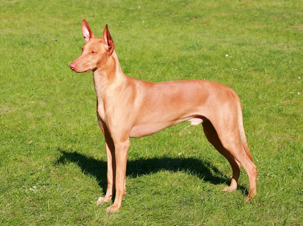 Typical  Pharaoh Hound  in the garden