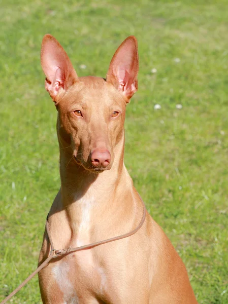 The portrait of Pharaoh Hound Puppy  on a green grass lawn