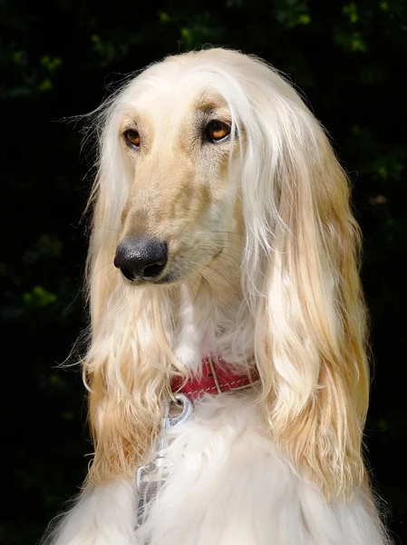 Typical  old white Afghan Hound in the room