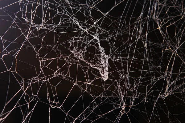 Scary Spider web Texture