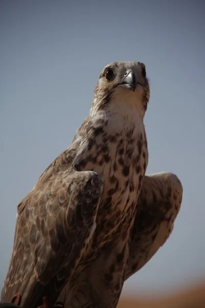 Bird Eagle in the Desert