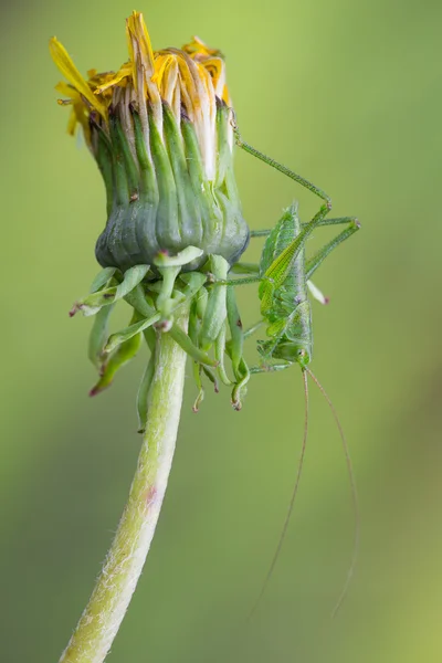 Green bush cricket