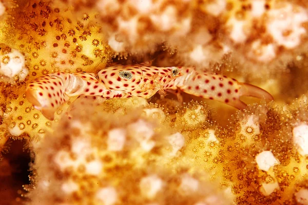 Little red crab in the coral, crab under water