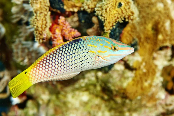 Marine fishes under water