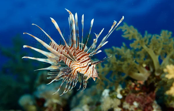 Marine fishes under water