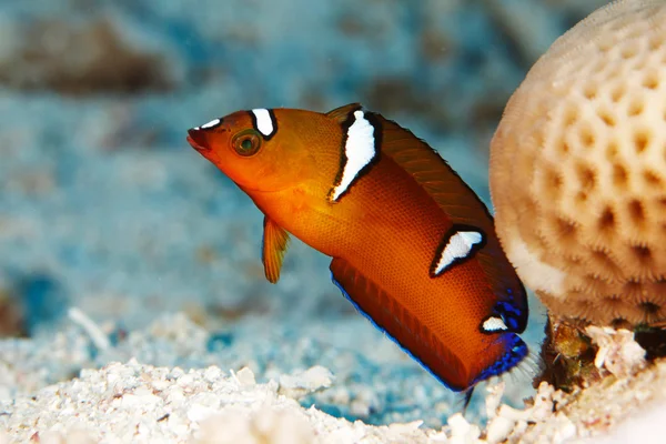 Marine fishes under water