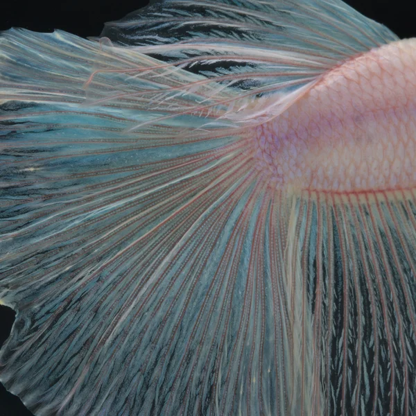 Texture of tail siamese fighting fish for background