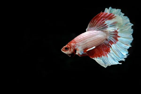 Betta fish, siamese fighting fish, betta splendens isolated on b