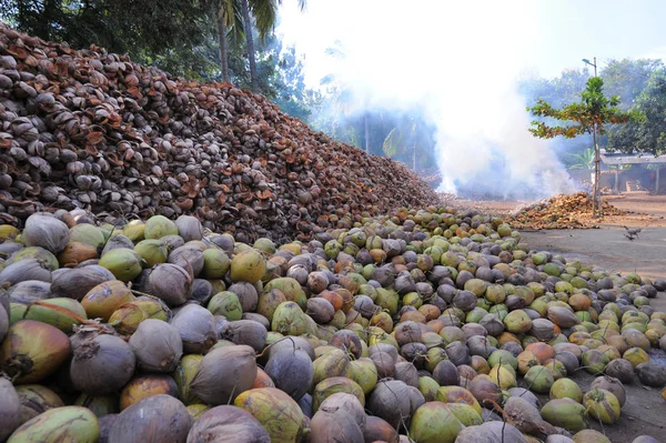 A pile of coconut to be process into coconut oil. Coconut oil is