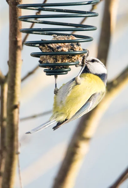 Blue tit bird eating at a bird feeder