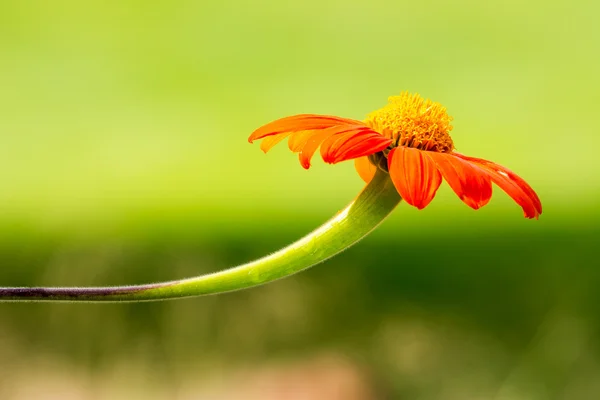 Orange daisy blossom