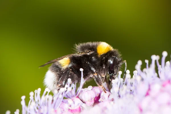 Bumblebee on a hydrangea flower