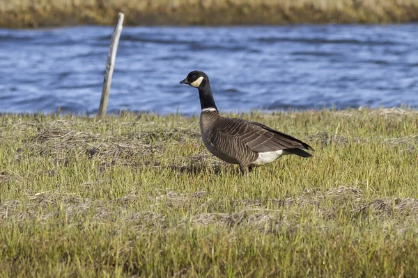 Aleutian Goose standing on the river bank on the island of Berin