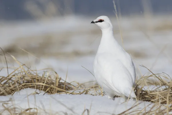 Rock Ptarmigan male standing in the snow among the dry grass