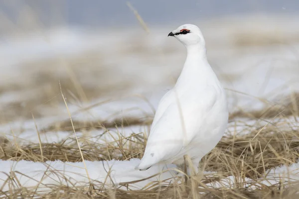 Rock Ptarmigan male standing in the snow among the dry grass on