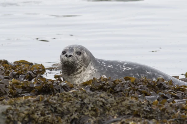 Young Harbor seal that climbs on the rocks at low tide in spring
