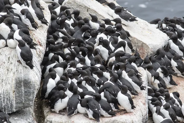 Common murre colony on a rocky shelf of the Pacific Islands