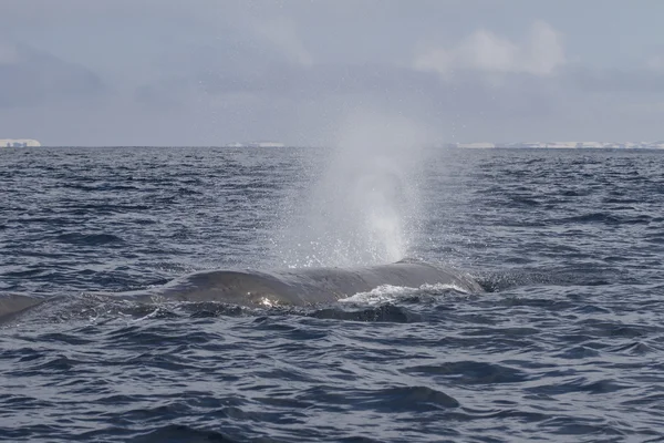 The head of the sperm whale produces a fountain of water before