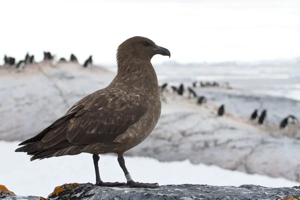Antarctic or brown skua which stands on a rock on a background o