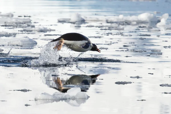 Gentoo penguin leaping above the water and its reflection