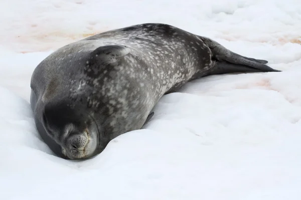 Weddell seal that sleeps lying on the ice of the Antarctic Islan