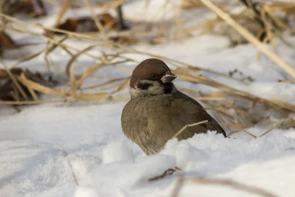 Tree Sparrow sitting in the snow winter