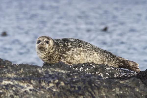 Harbor seal lying on a rock island Bering winter day