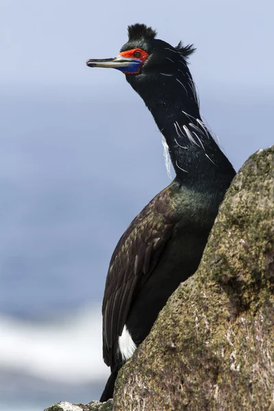 Red-faced cormorant in breeding plumage that sit on a rock by tu