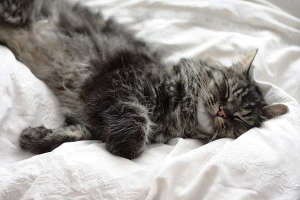 A very cute long haired black and brown tabby cat lying on a whi
