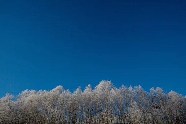 Frosty winter day