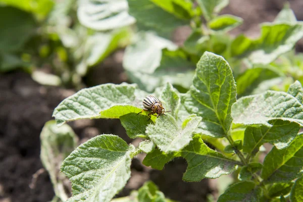 Colorado beetle (potato beetle) sitting on potato leaves.