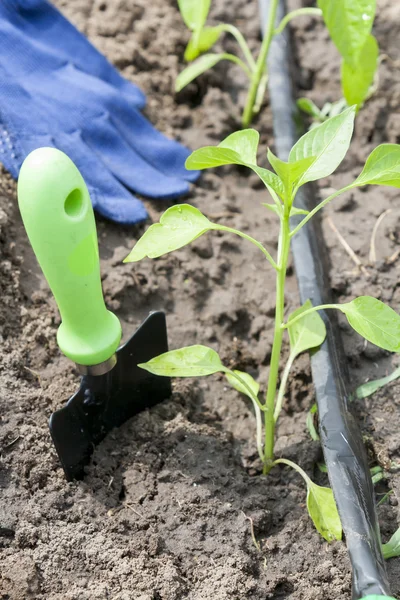 Young sprouts pepper and garden tools with drip irrigation