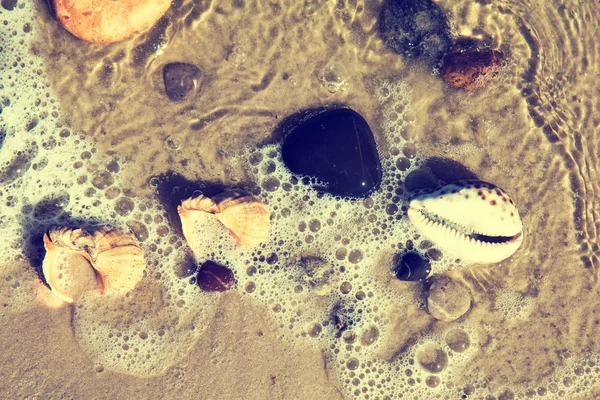 The shells and stones on the seashore
