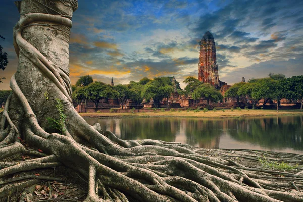 Big root of banyan tree land scape of ancient and old  pagoda in
