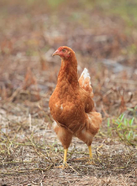 Brown hen chicken standing in field use for farm animals, livest