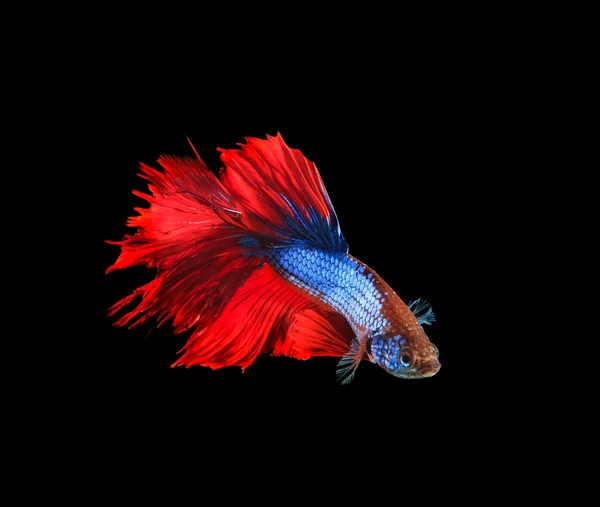 Red and blue siamese betta fighting fish full tail and fin isola