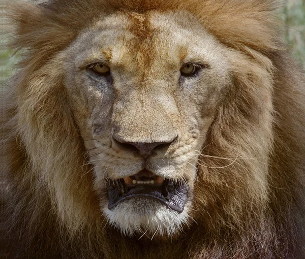 Close up face of male lion dangerous african safari animals king