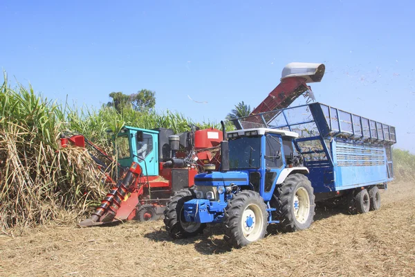 Heavy machine cutting sugar cane in agriculture plantation field