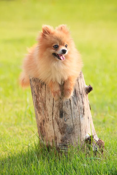 Lovely and funny relaxing emotion of pomeranian puppy dog lying