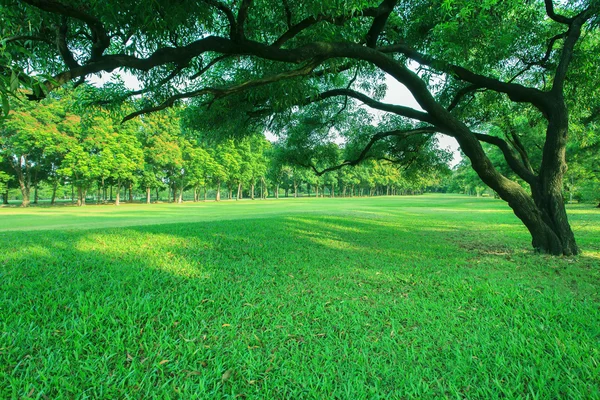 Beautiful morning light in public park with green grass field an