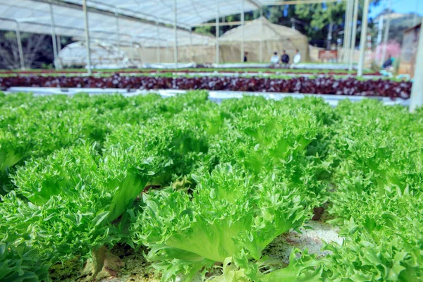 Close up Filey Iceberg lettuce Hydroponic vegetables in agricult