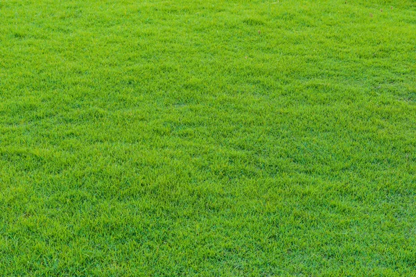 green grass pattern from golf course at sunset tim