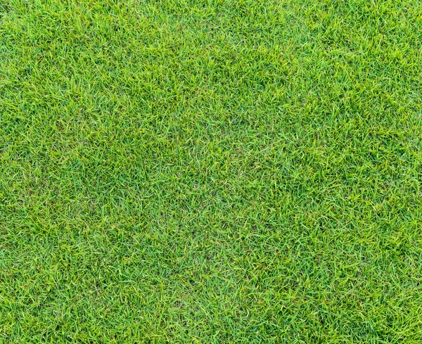 Green grass pattern from golf course at sunset time