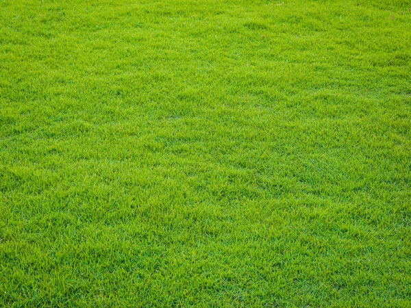 Green grass pattern from golf course at sunset tim