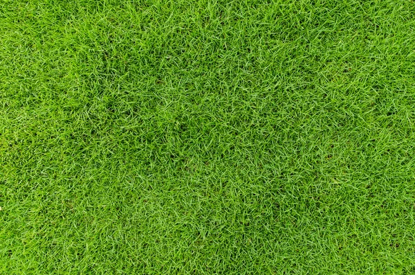 Beautiful green grass pattern from golf course