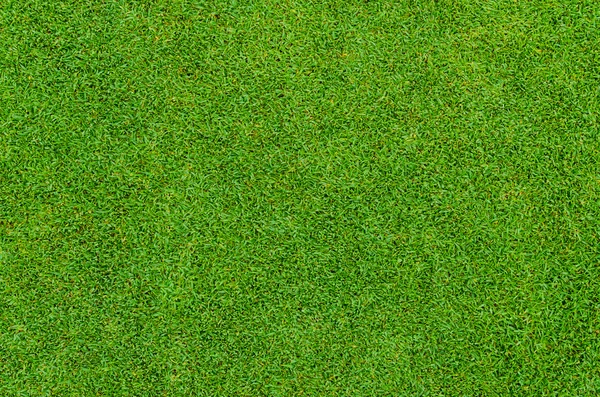 Beautiful green grass pattern from golf course