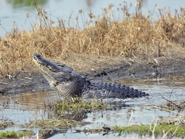 Alligator Growling for a Mate