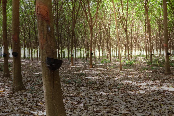 Rubber tree latex agriculture in tropical forest and bowl