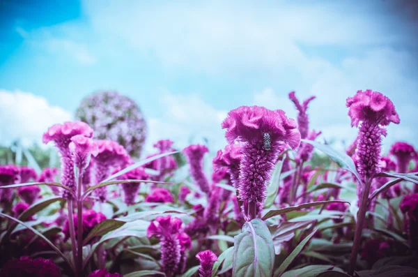 Red Celosia or Wool flowers or Cockscomb flower vintage